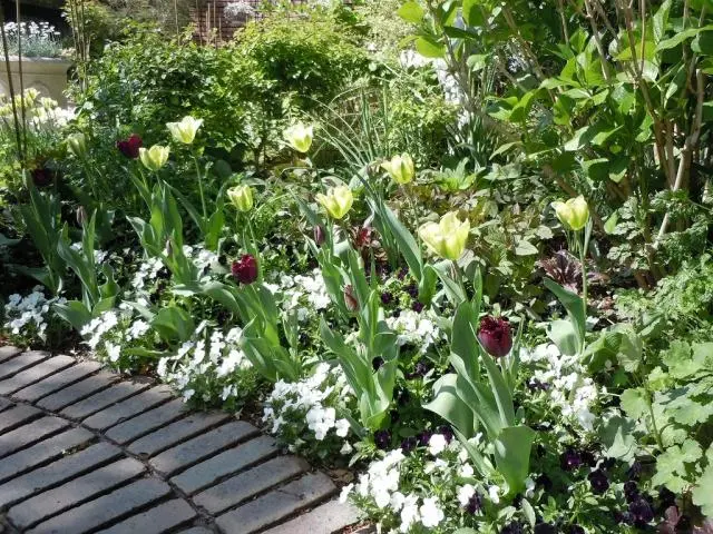 ヒマラヤ産ホワイトガーデン ホワイトガーデン｜園芸日記by天野麻里絵｜みんなの趣味の園芸｜90484