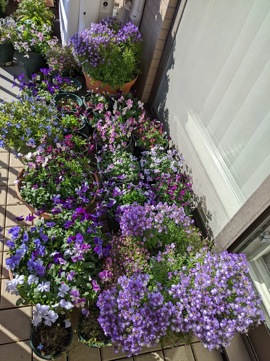 今日もお陽さまベランダに春｜園芸日記byゴマカピ｜みんなの趣味の園芸