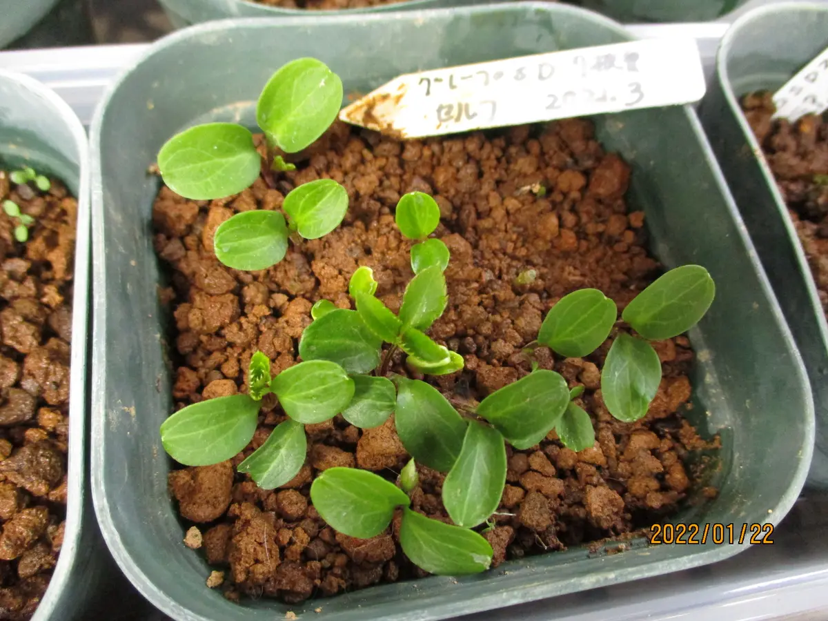 双葉の豆鉢　4つ 双葉の豆鉢 4つ 双葉の豆鉢 4つ 出町ふたば」豆大福