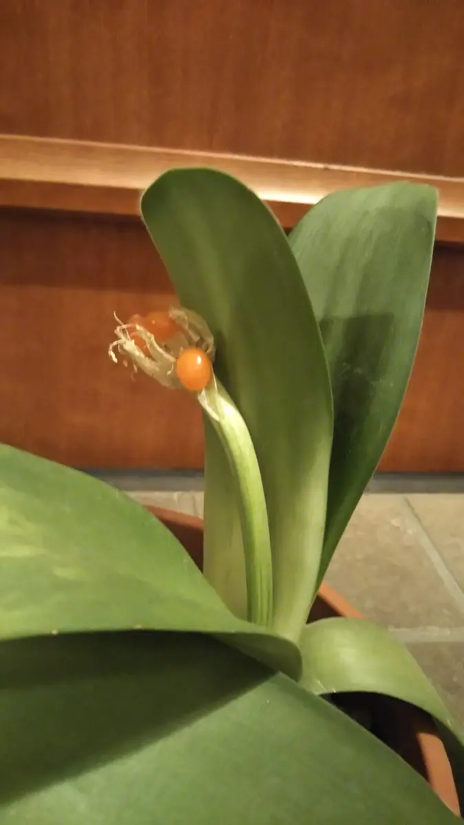 マユハケオモト ピンク 濃いめ マユハケオモトの綺麗な実✨｜園芸日記