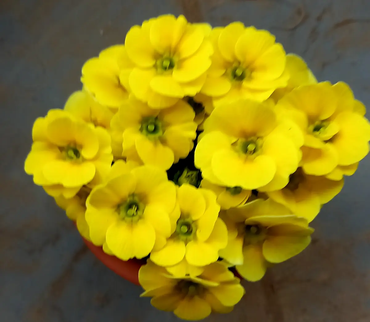 香りがするプリムラジュリアン黄色｜園芸日記byキムラ｜みんなの趣味の