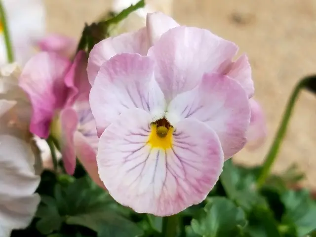 ピンクのパンジー｜園芸日記byこんちゃん｜みんなの趣味の園芸｜908870