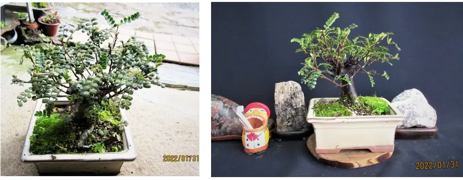 天皇梅』の整姿｜園芸日記bymeika｜みんなの趣味の園芸｜909101