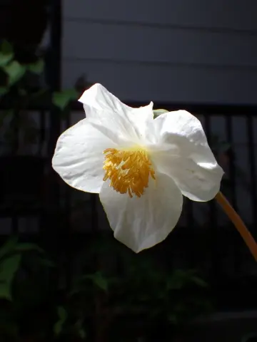 セツブンソウの種とシラユキゲシ｜園芸日記bystockton｜みんなの