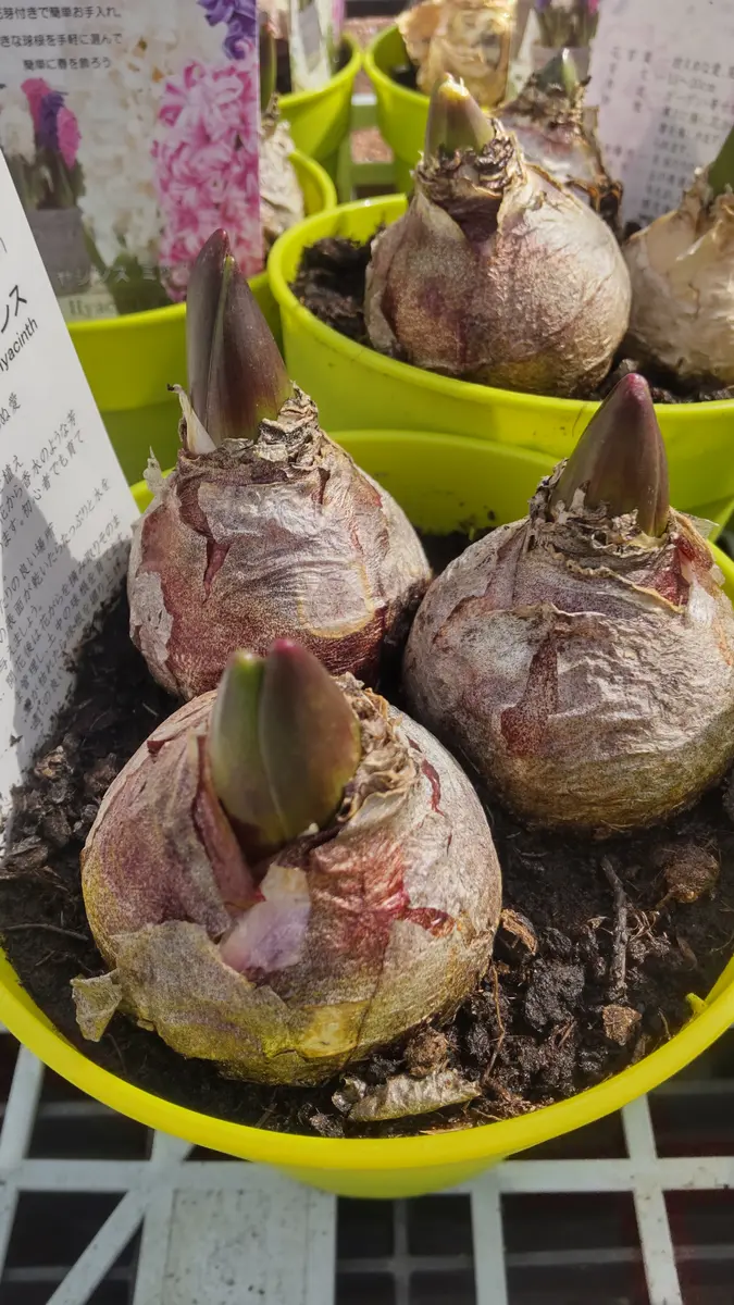 発芽中の野菜球根4個 芽だし球根｜園芸日記by金子 明人｜みんなの趣味の園芸｜910601