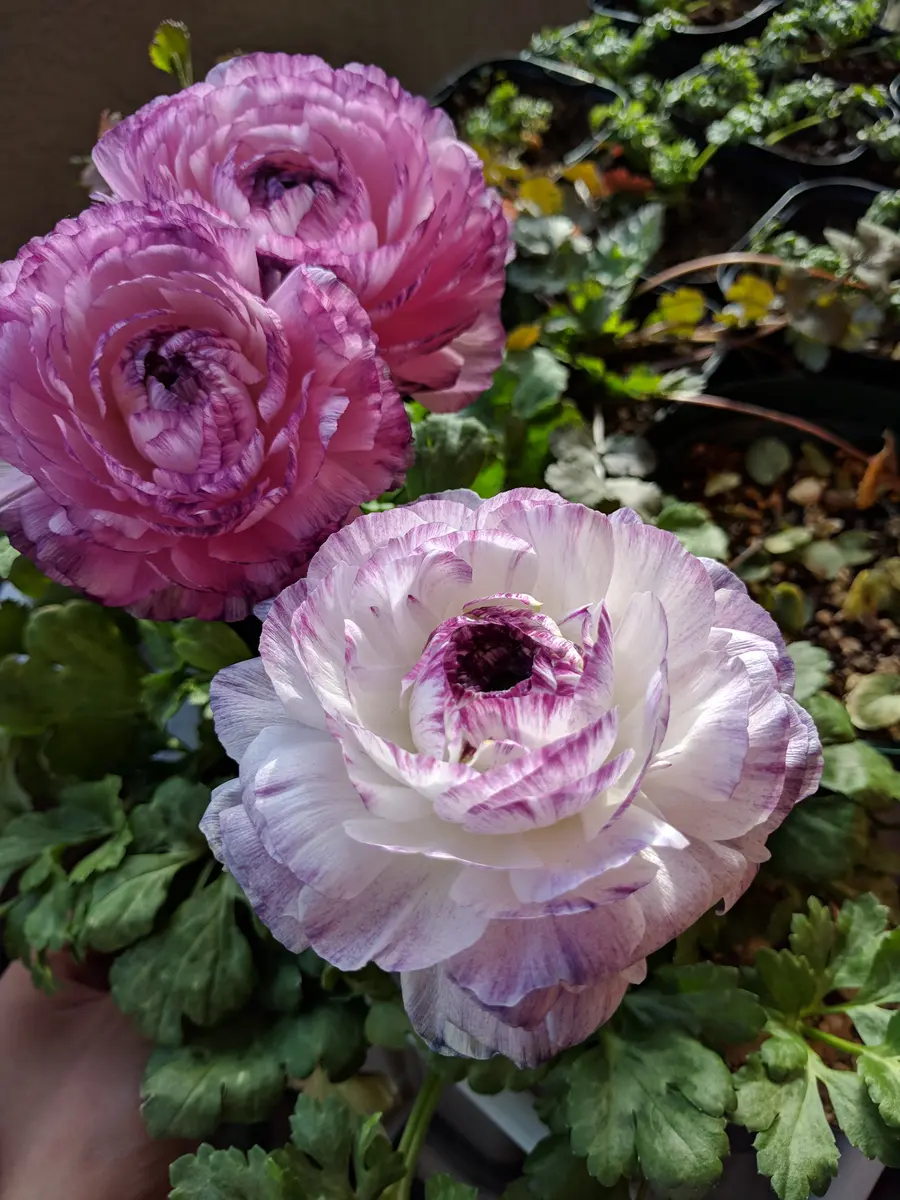 ラナンキュラス、綾リッチ｜園芸日記byぴかたな｜みんなの趣味の園芸