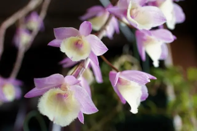 Den.pierardii｜園芸日記by優花ちゃんのジージ｜みんなの趣味の園芸｜91406
