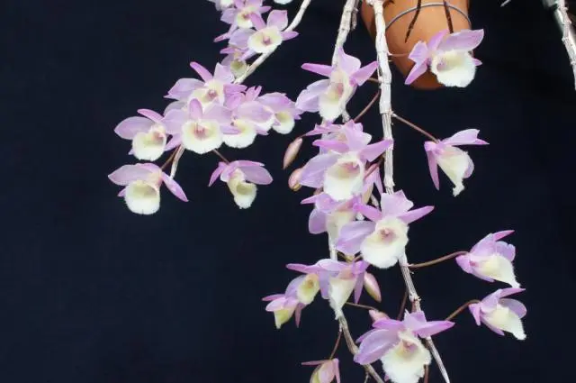 Den.pierardii｜園芸日記by優花ちゃんのジージ｜みんなの趣味の園芸｜91406