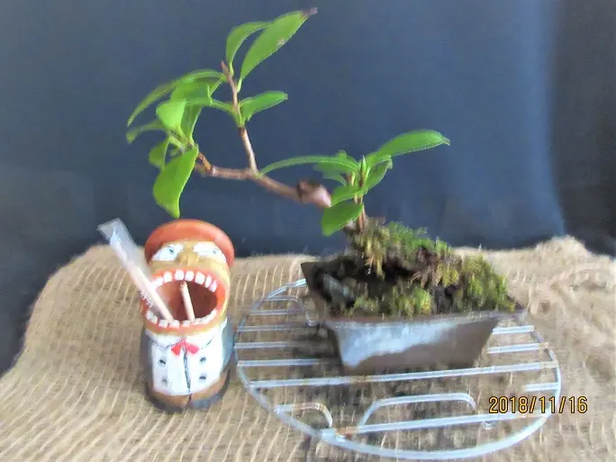 【お得】 約10年ぶりにツボミが出来た小鉢『サザンカ』｜園芸日記 その他観葉植物
