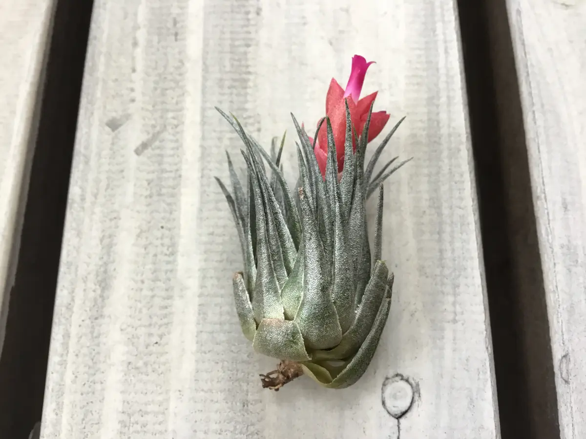 新品本物 Tillandsiakautskyi チランジア カウツキー 開花｜園芸日記 ブロメリア・エアープランツ