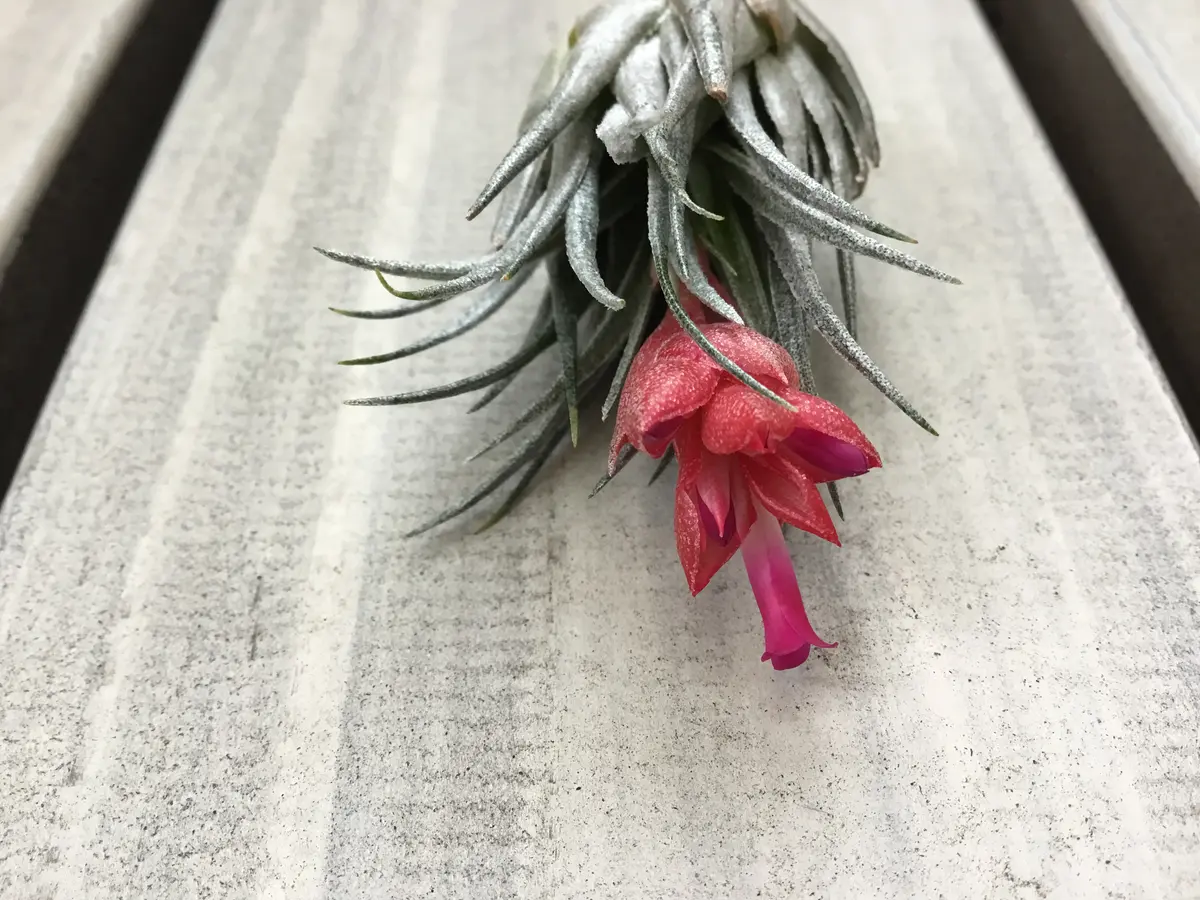 Tillandsiakautskyi チランジア カウツキー 開花｜園芸日記