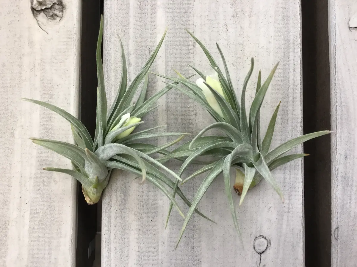 Tillandsiaaeranthosvar.alba チランジア アエラントス アルバ 開花
