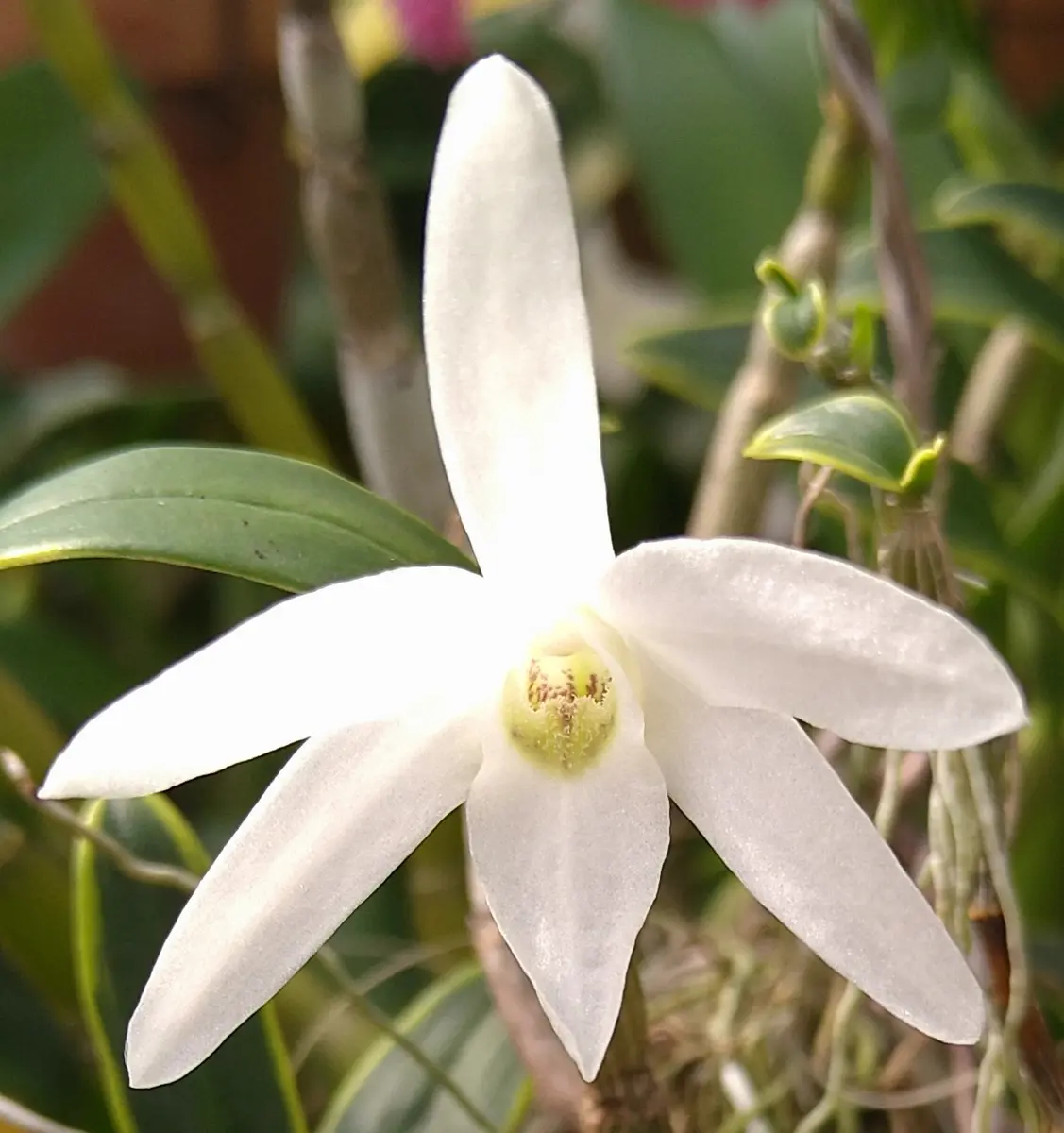 斑入りセッコクにも花が・・・ლ(╹◡╹ლ)｜園芸日記byバンダ