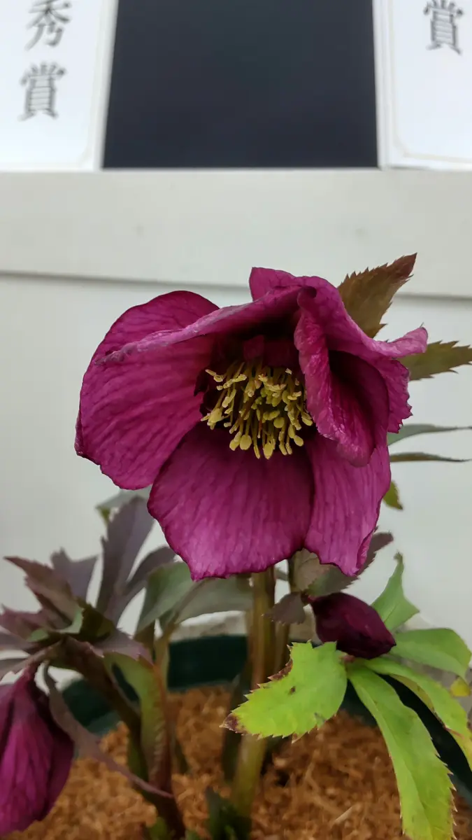 クリスマスローズ展 サンシャイン・5｜園芸日記by金子 明人