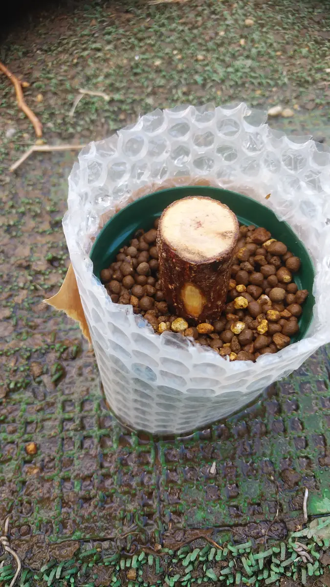 【大量79本】沖縄のホウオウボクの鞘です。 大量79本】沖縄のホウオウボクの鞘です。 - メルカリ