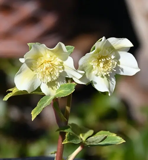 昨日は加藤農園さんに行って来ました。｜園芸日記by有島 薫｜みんなの