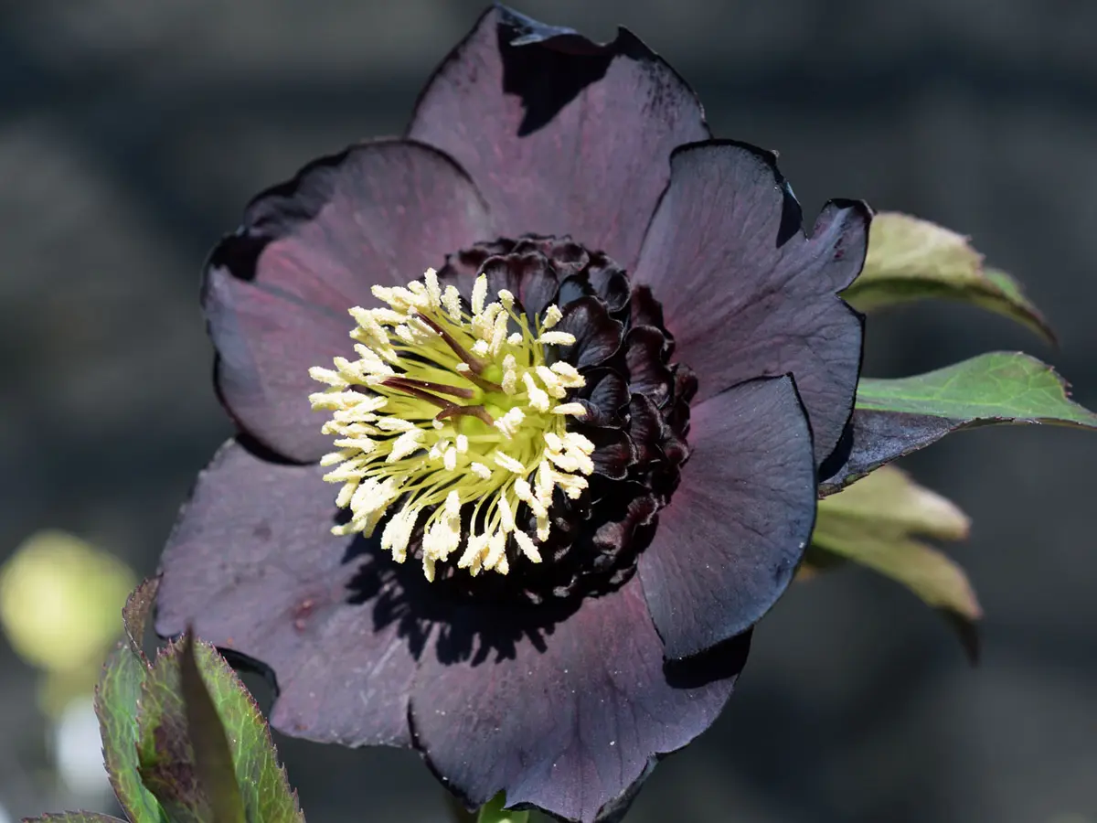 クリスマスローズ 黒影〔写真1枚目〕-saitaさんの日記｜みんなの趣味の