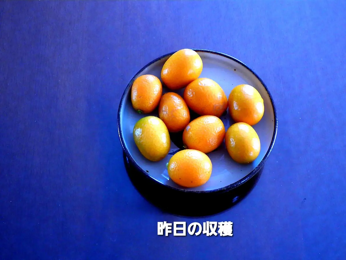 限定セール 金柑・プチマル｜園芸日記bymurachan｜みんなの趣味の園芸｜916666 果物