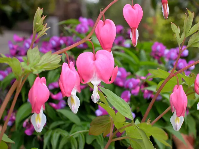 Lathyrusvernus｜園芸日記bygoldenfish｜みんなの趣味の園芸｜91682