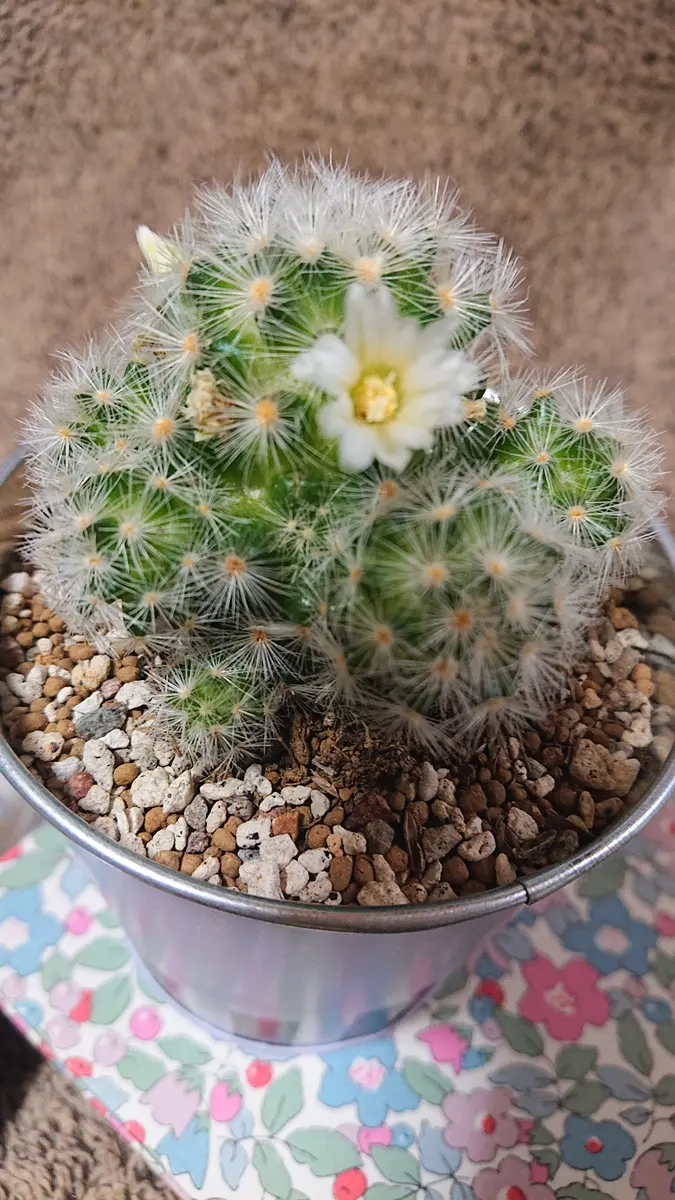 マクドガリー　サボテン 50.F氏マクドガリー サボテン 多肉植物