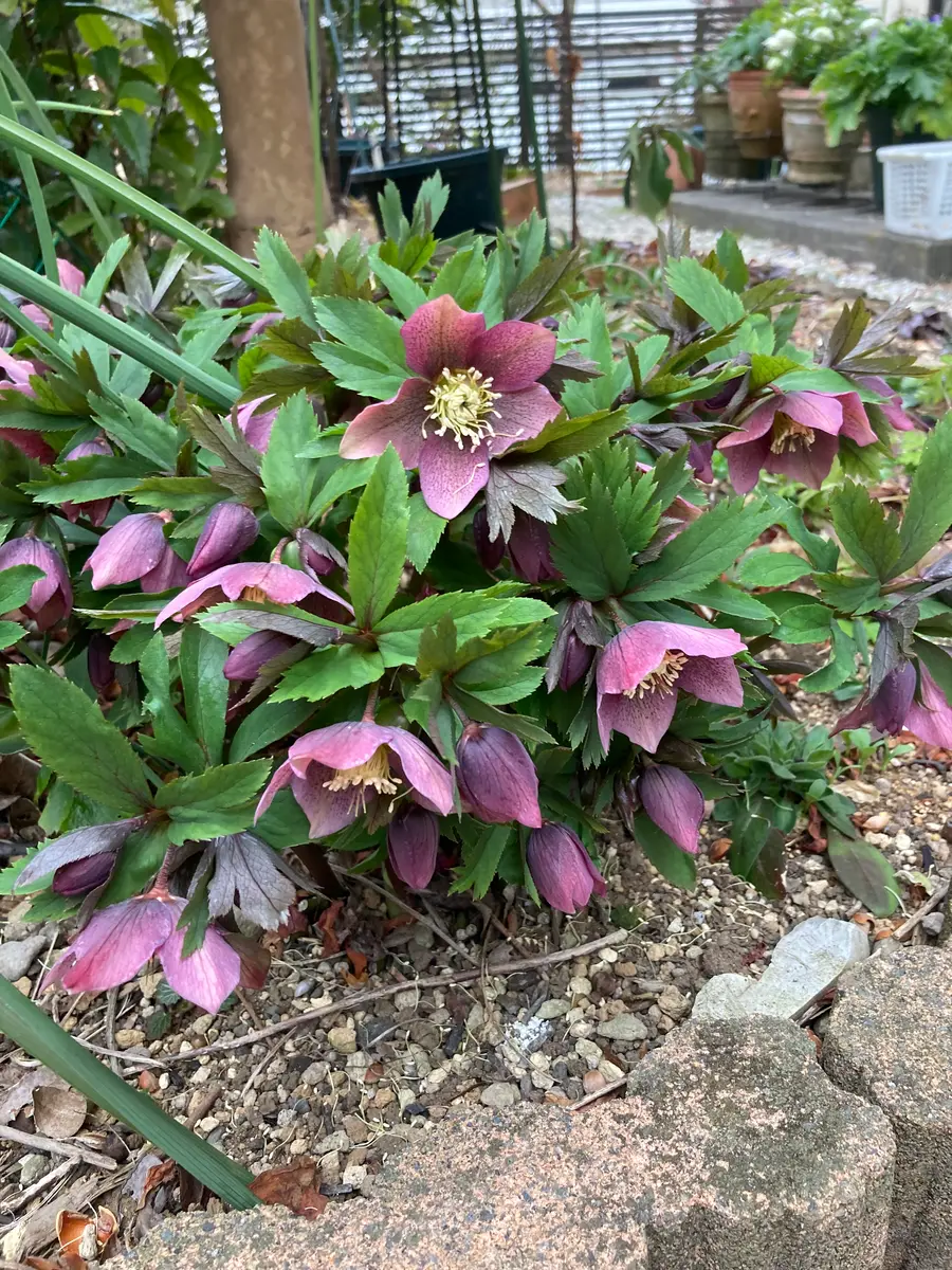 クリスマスローズ 八重 ピンク ニゲル 3号 苗 鉢 気持ち良し 宿根草 宿根 バラ 薔薇