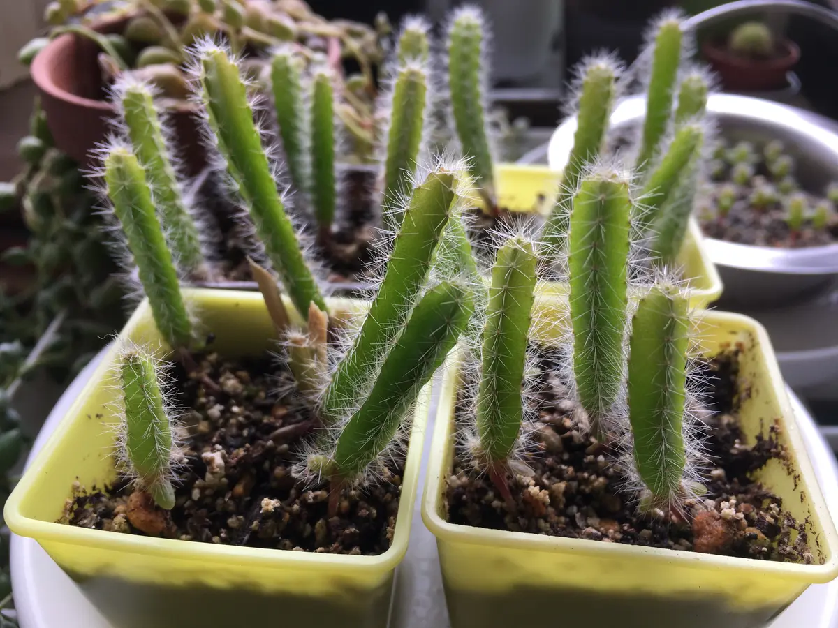 CocoDory様 孔雀サボテン 抜き苗 CocoDory様 孔雀サボテン 抜き苗