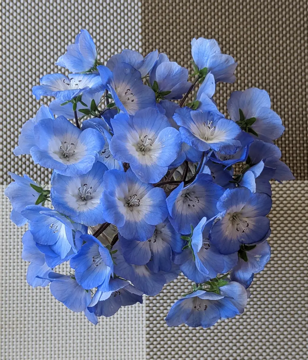 ネモフィラの日記一覧|ゴマカピさんの園芸日記-みんなの趣味の園芸