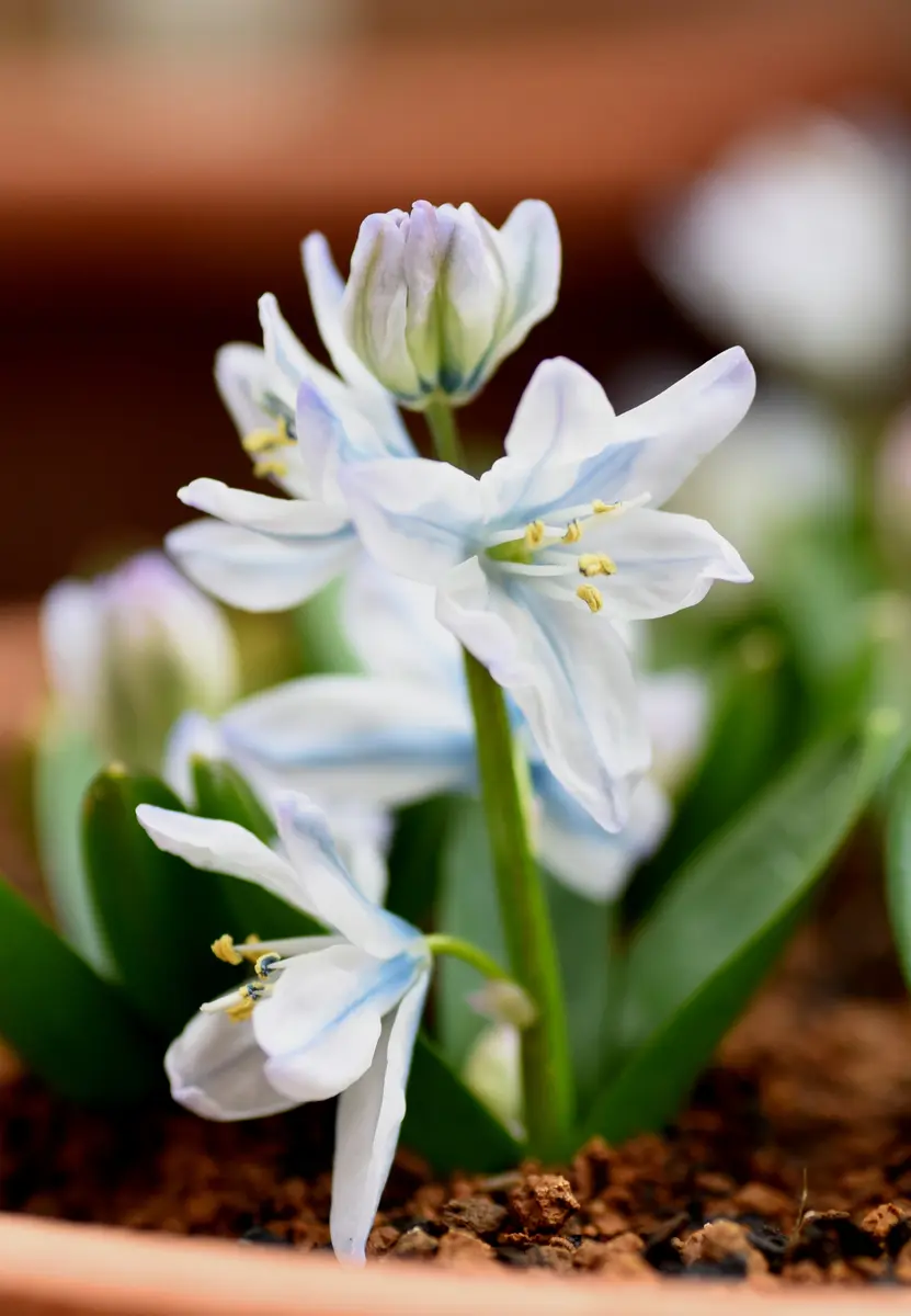 シラーミスクトスケンコアナの開花｜園芸日記by英（はな）のおばちゃん