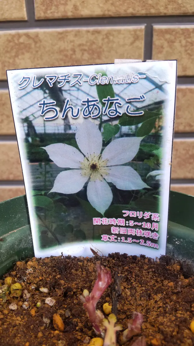 クレマチス 貴婦人のたしなみ 正規品ラベル付き クレマチス 貴婦人の