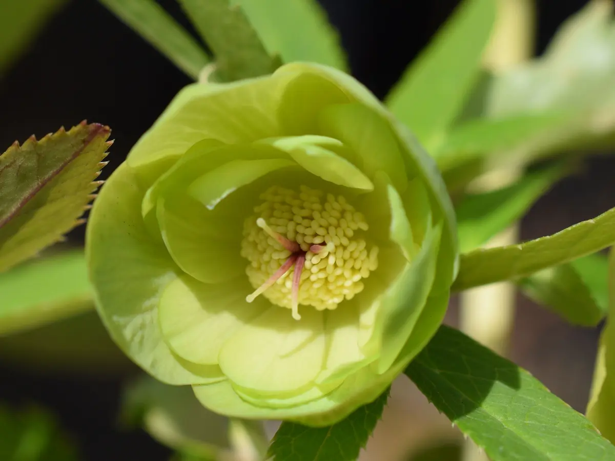 クリスマスローズ メロン｜園芸日記bysaita｜みんなの趣味の園芸｜922898