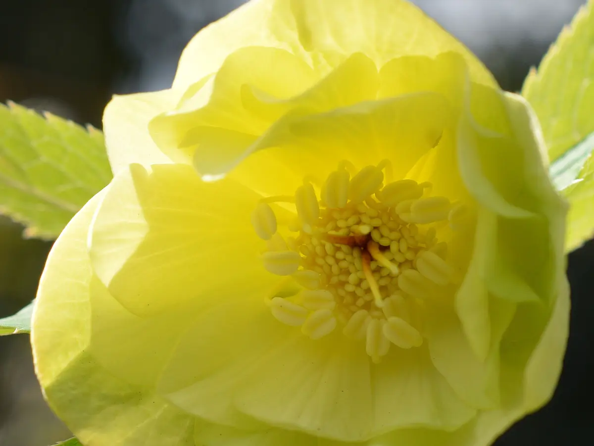 つむ様 クリスマスローズ dd メロンゴールド フレグランス クリスマスローズ メロン｜園芸日記bysaita｜みんなの趣味の園芸