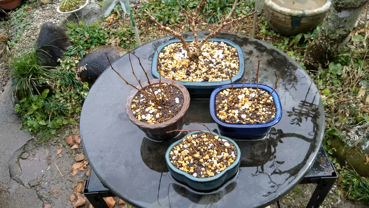 庭藤(ニワフジ)の植替え｜園芸日記byshinji70｜みんなの趣味の園芸｜923359