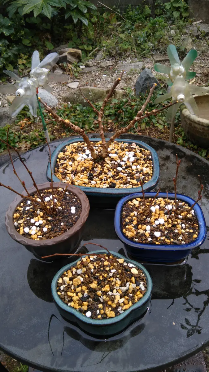 庭藤(ニワフジ)の植替え｜園芸日記byshinji70｜みんなの趣味の園芸｜923359