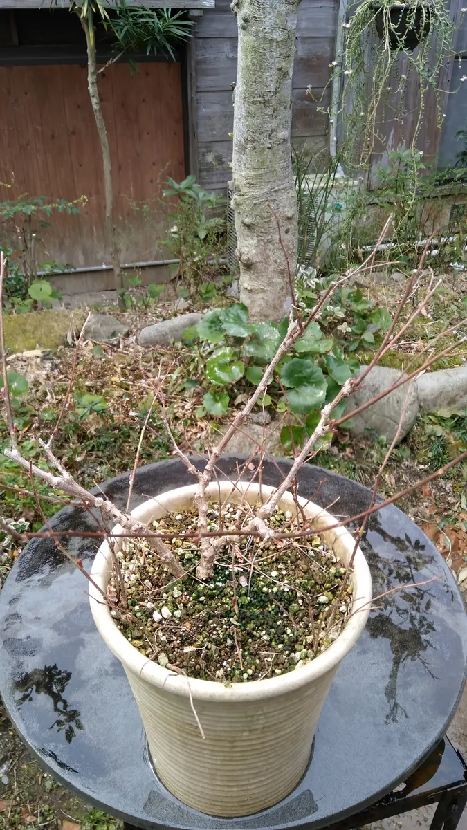 庭藤(ニワフジ)の植替え｜園芸日記byshinji70｜みんなの趣味の園芸｜923359