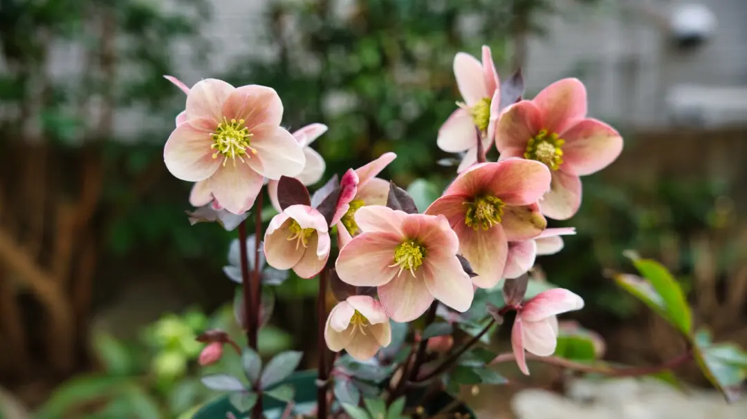 H.×ballardiaeの日記一覧|野々口稔さんの園芸日記-みんなの趣味の園芸