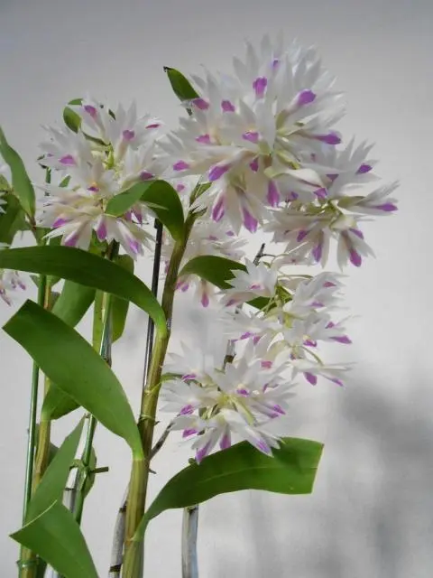 Den.アメジストグロッサム｜園芸日記byまみりん｜みんなの趣味の園芸