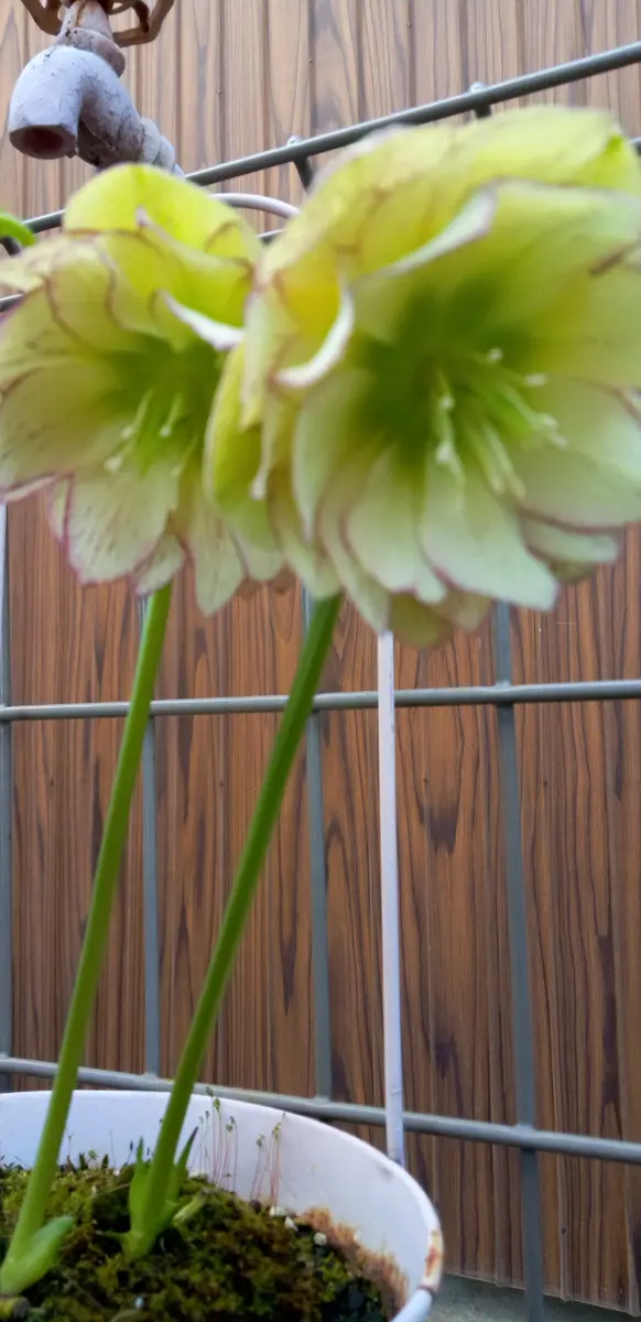 ☆鉢植えのクリスマスローズ☆|園芸日記byがみっち|みんなの ☆鉢植えのクリスマスローズ☆|園芸日記byがみっち|みんなの