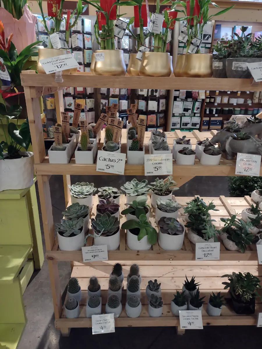 成長点がないサボテンその2｜園芸日記byヒントニーヒューストン  