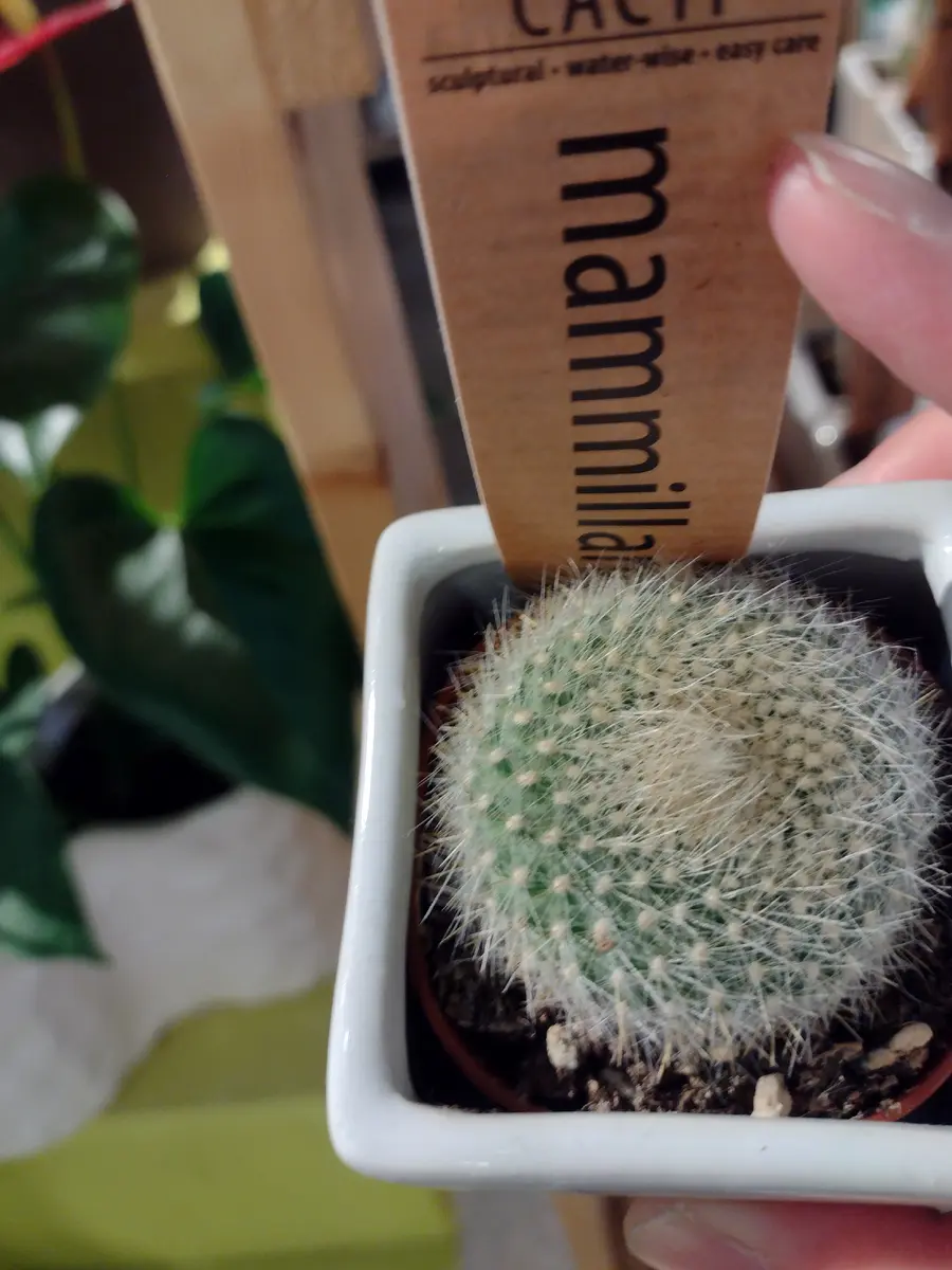 成長点がないサボテンその2｜園芸日記byヒントニーヒューストン  