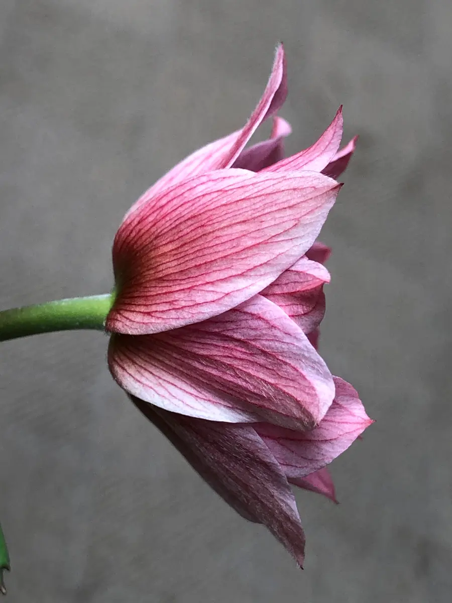 アネモネパブニナ アネモネパブニナの成長録〜色によって変わるのかな？｜そだレポ