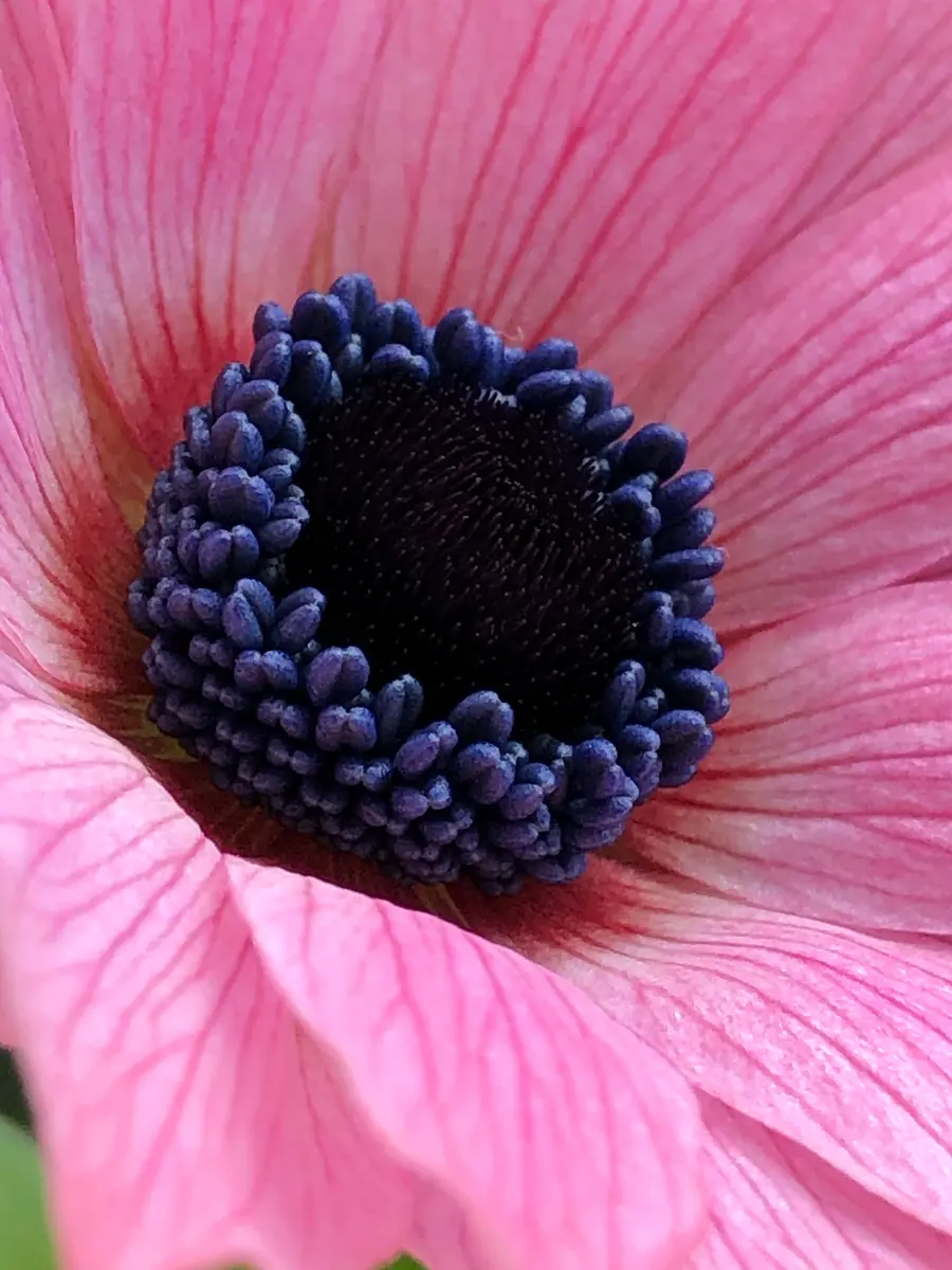 アネモネパブニナ2022】｜園芸日記byマンゴスティン｜みんなの