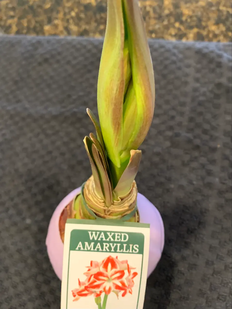 ワックスがけアマリリス球根追加｜園芸日記bymo'mo｜みんなの趣味の