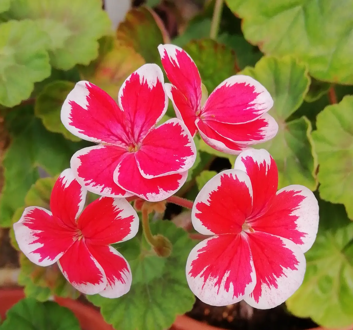 赤と白の花模様 深鉢 ミスターレンというゼラニウム｜園芸日記by三日月｜みんなの趣味の園芸