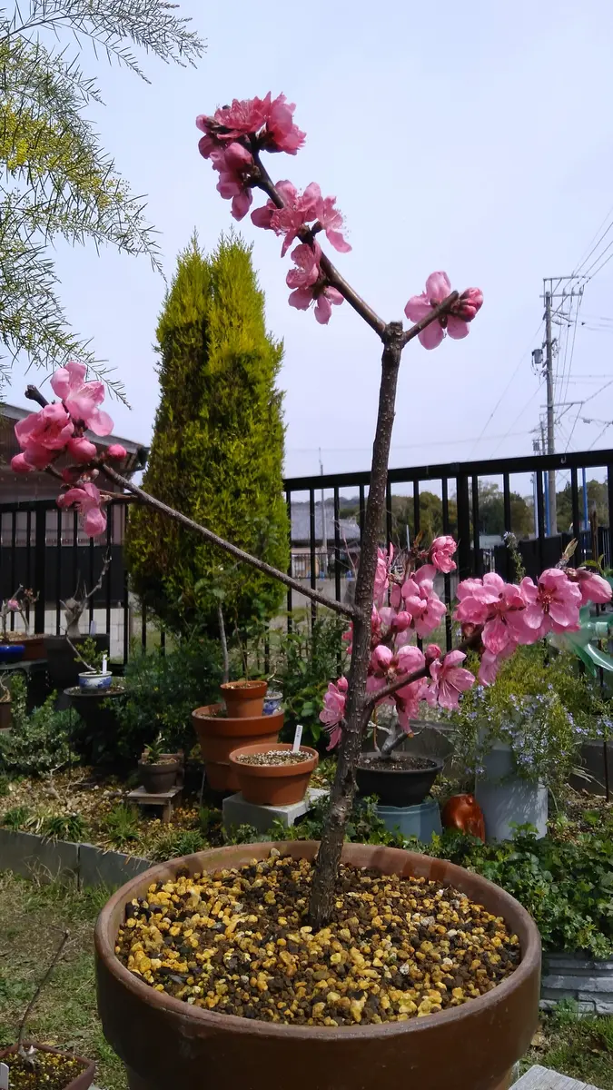 挿し木三年で全開-花桃｜園芸日記byshinji70｜みんなの趣味の園芸｜930496