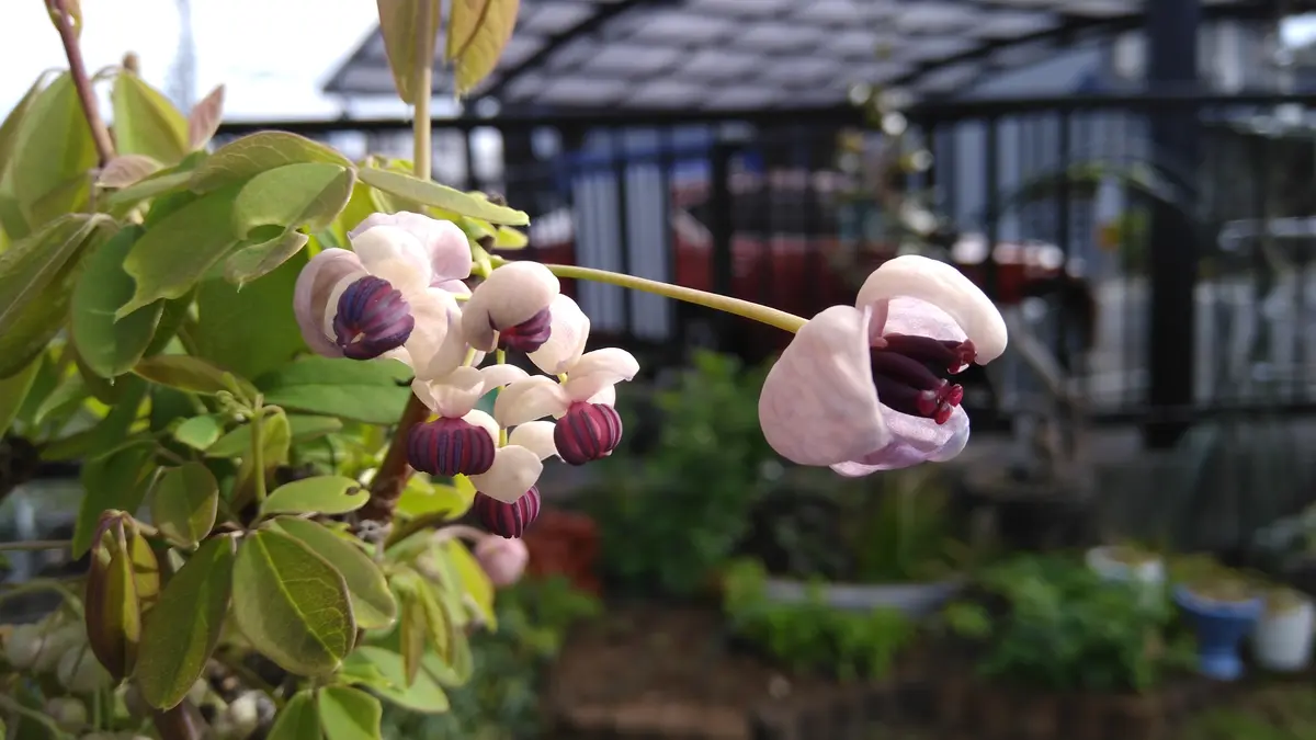 驚きの価格が実現！ アケビの花二種｜園芸日記byshinji70｜みんなの趣味の園芸｜931366 花瓶・フラワースタンド