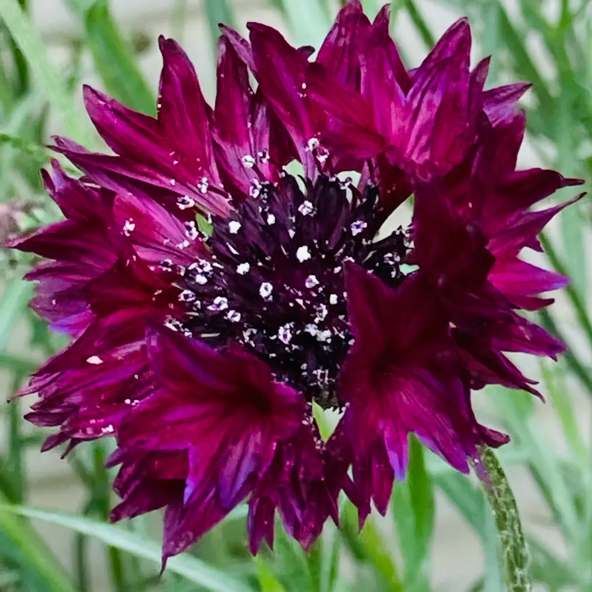 矢車草に新色登場🎵｜園芸日記bymasaさん｜みんなの趣味の園芸｜932287