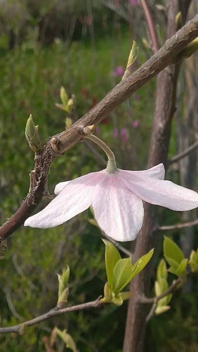 ちょっと珍しい花木｜園芸日記byドブたぬきの部屋｜みんなの趣味の園芸