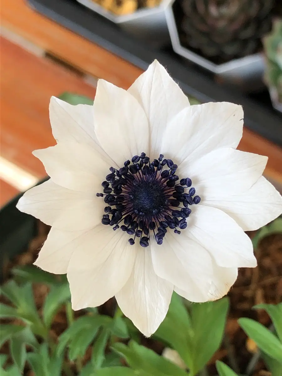 アネモネパブニナ2022②】｜園芸日記byマンゴスティン｜みんなの趣味の