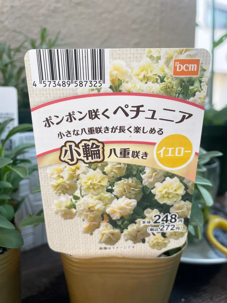 ペチュニア追加しました💕｜園芸日記byおふぃーりあ｜みんなの