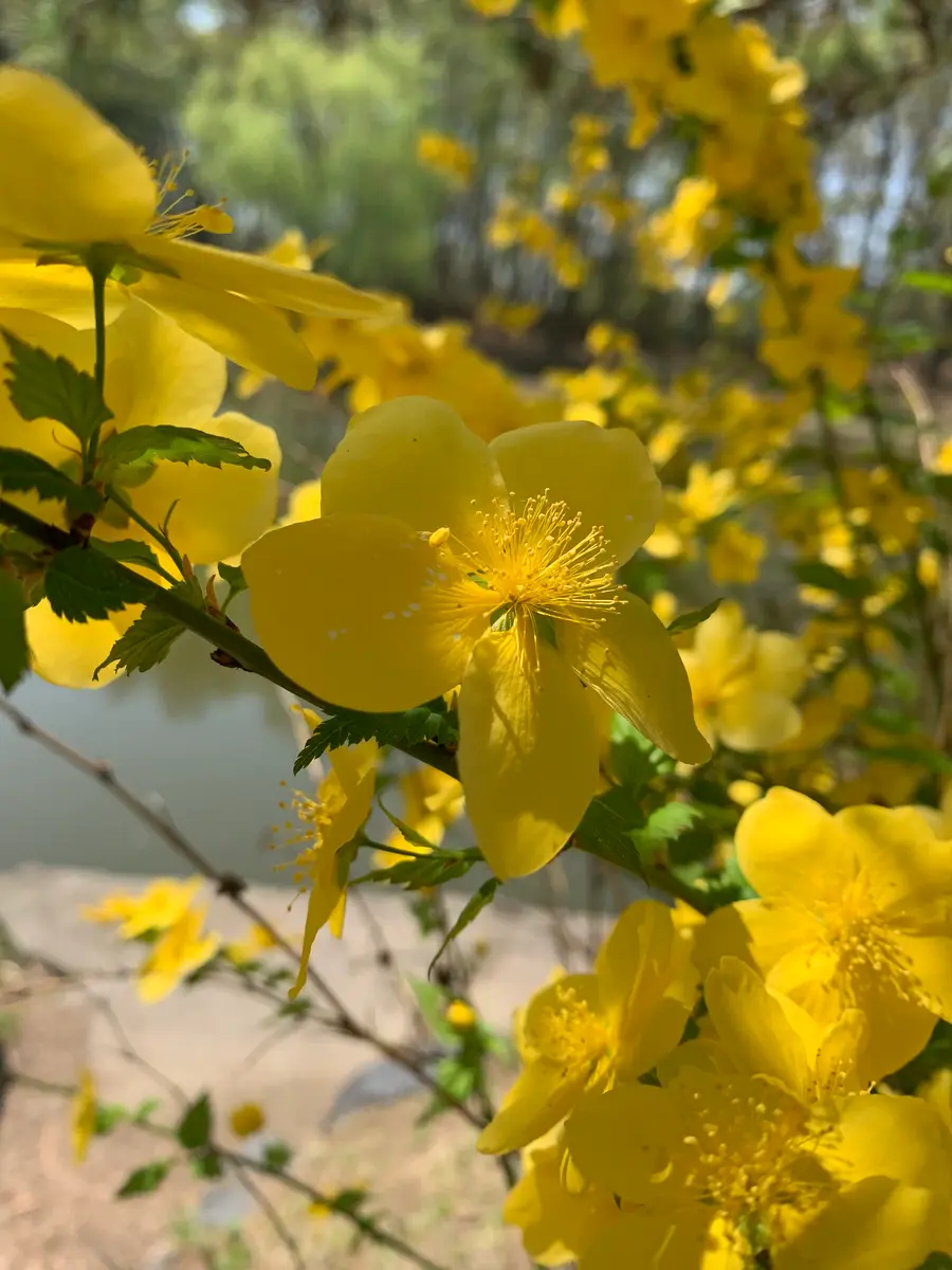公園の黄色い花😊｜園芸日記byオリーブママ｜みんなの趣味の園芸｜934147